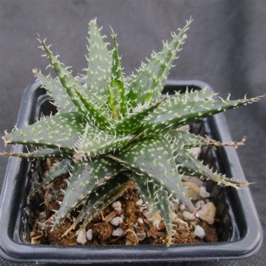 Aloe descoingsii x haworthioides