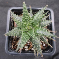 Aloe descoingsii x haworthioides