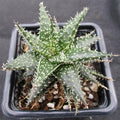 Aloe descoingsii x haworthioides