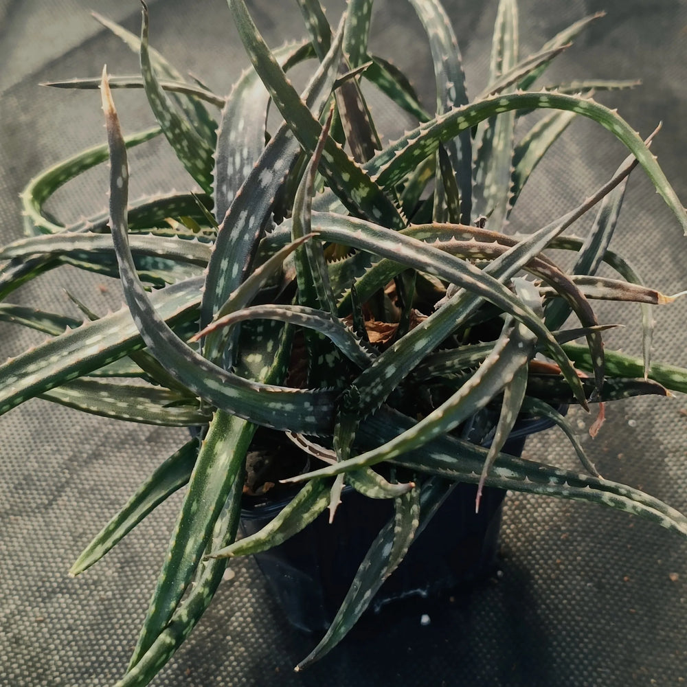 Aloe prime time