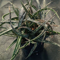 Aloe prime time
