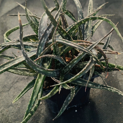Aloe prime time