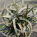 Aloe prime time