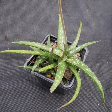 Aloe prime time