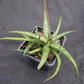 Aloe prime time