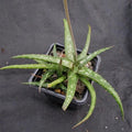 Aloe prime time