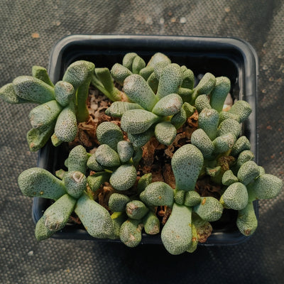 Aloinopsis schooneesii