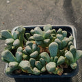 Aloinopsis schooneesii