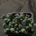 Aloinopsis schooneesii