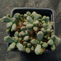 Aloinopsis schooneesii