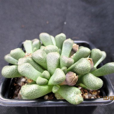Aloinopsis schooneesii