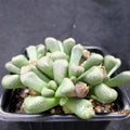 Aloinopsis schooneesii