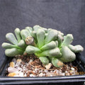 Aloinopsis schooneesii