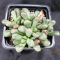Aloinopsis schooneesii