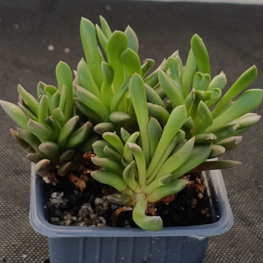 Anacampseros telephiastrum