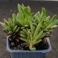 Anacampseros telephiastrum