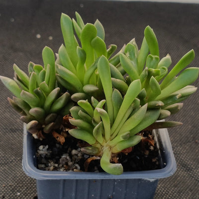 Anacampseros telephiastrum