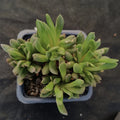 Anacampseros telephiastrum