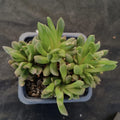 Anacampseros telephiastrum