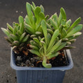 Anacampseros telephiastrum