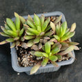 Anacampseros telephiastrum