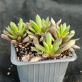 Anacampseros telephiastrum