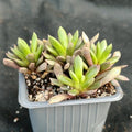 Anacampseros telephiastrum
