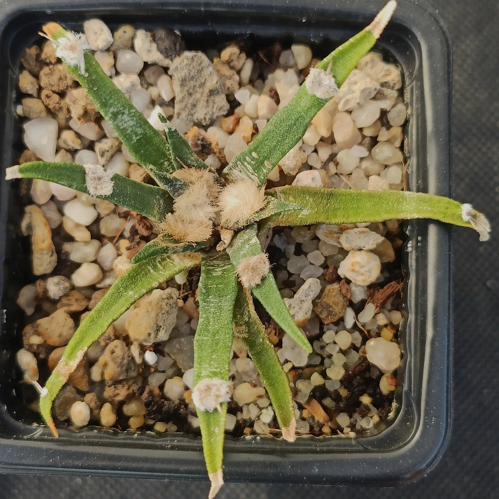 Ariocarpus agavoides