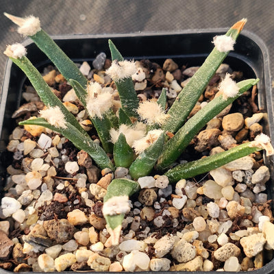 Ariocarpus agavoides