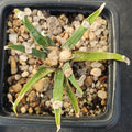 Ariocarpus agavoides