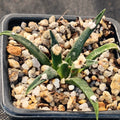 Ariocarpus agavoides
