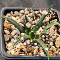 Ariocarpus agavoides