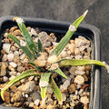 Ariocarpus agavoides