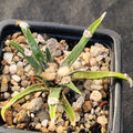Ariocarpus agavoides