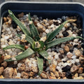 Ariocarpus agavoides