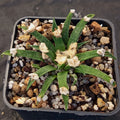 Ariocarpus agavoides