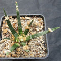 Ariocarpus agavoides