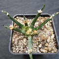 Ariocarpus agavoides