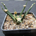 Ariocarpus agavoides