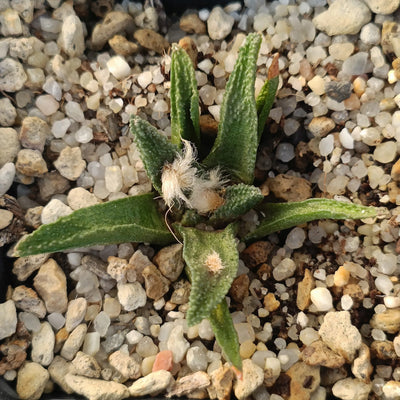 Ariocarpus bravoanus