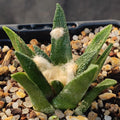 Ariocarpus bravoanus