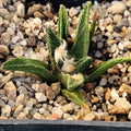 Ariocarpus bravoanus