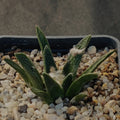 Ariocarpus bravoanus