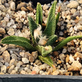 Ariocarpus bravoanus