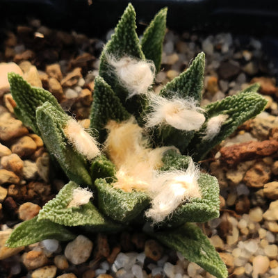 Ariocarpus bravoanus hintoni