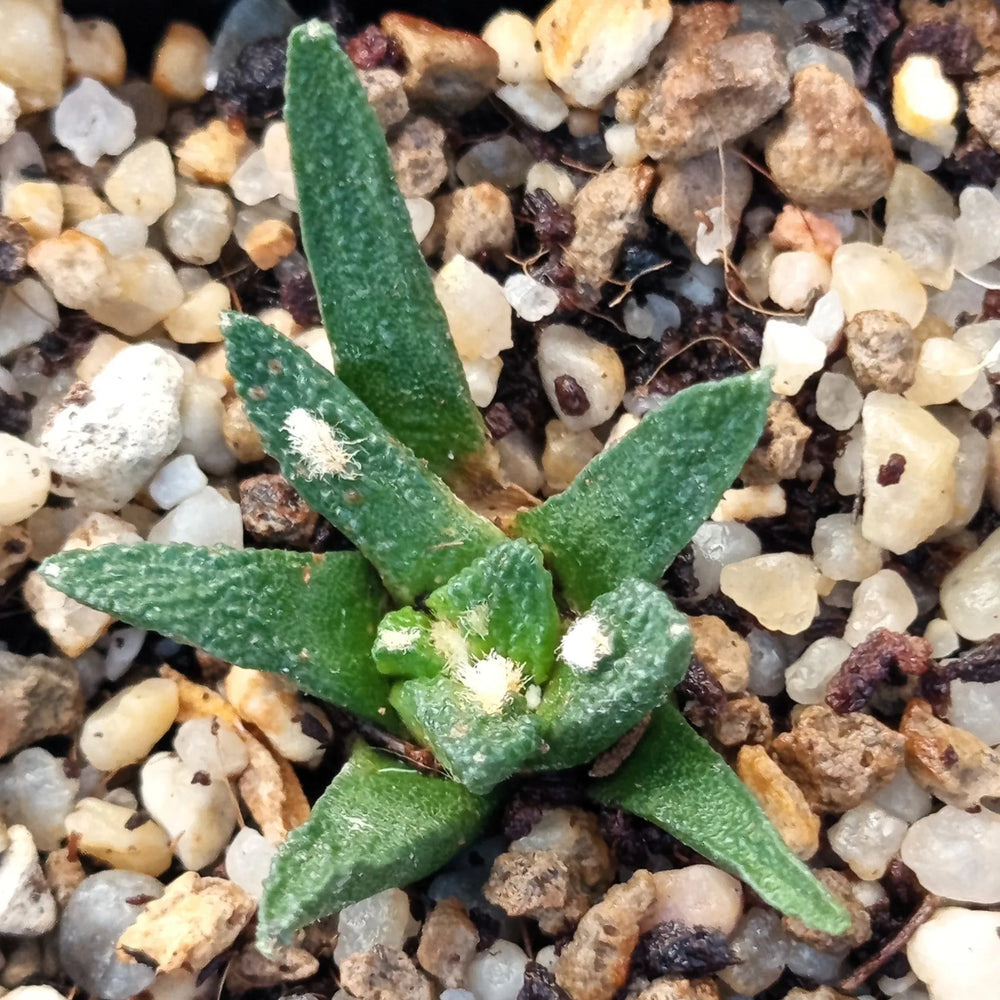 Ariocarpus bravoanus subsp hintonii