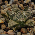 Ariocarpus fissuratus