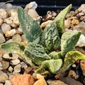 Ariocarpus fissuratus