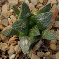 Ariocarpus fissuratus