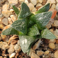 Ariocarpus fissuratus
